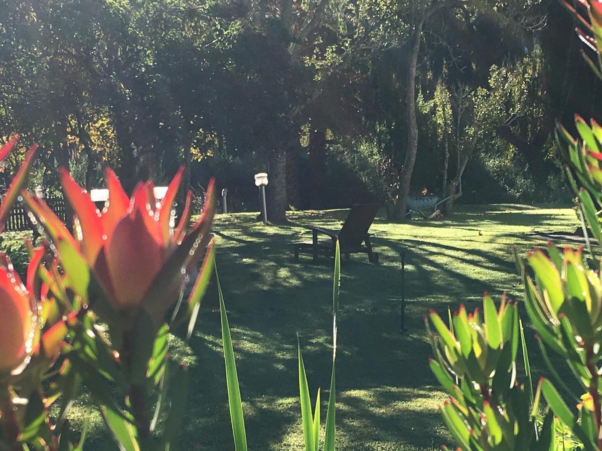 Bed and Breakfast Constantia Spring Exterior foto